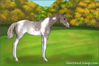 Horse Color:Silver Black Tobiano Frame 