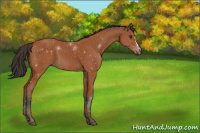 Horse Color:Bay 