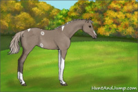 Horse Color:Silver Grullo Sabino Tobiano 