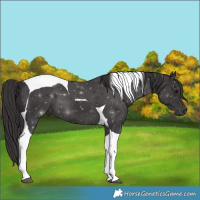 Horse Color:Smoky Black Tobiano 