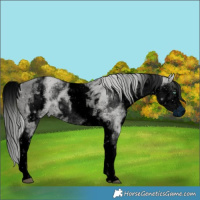 Horse Color:ERROR: UNKNOWN ANOMALY