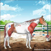 Horse Color:Chestnut Tobiano 