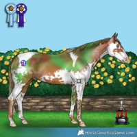 Horse Color:Chestnut Splash Tobiano