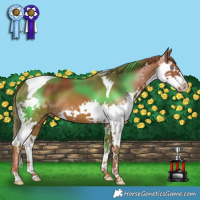 Horse Color:Chestnut Splash Tobiano 