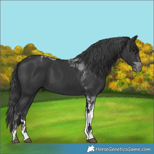 Horse Color:Black Tobiano