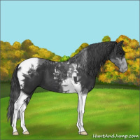 Horse Color:Black Tobiano 