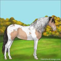 Horse Color:Sable Champagne Tobiano 