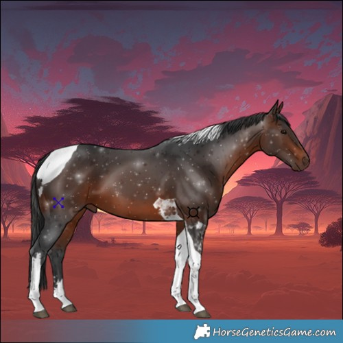 Horse Color:Brown Tobiano 