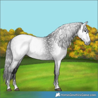 Horse Color:Gray Black 