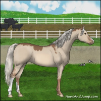 Horse Color:Red Dun Mushroom 