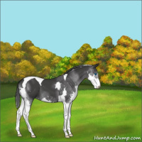 Horse Color:Black Splash Tobiano 