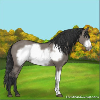 Horse Color:Grullo Frame 