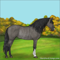 Horse Color:Grullo Rabicano 