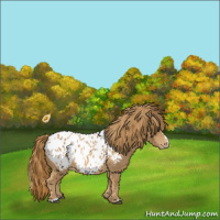 Horse Color:Red Roan Splash Appaloosa 