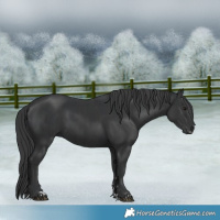 Horse Color:Black  and Black 