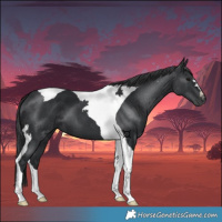 Horse Color:Black Tobiano 