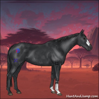 Horse Color:Black 