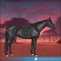 Horse Color:Black 