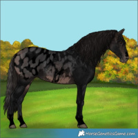 Horse Color:Void Platinum Bay Appaloosa 