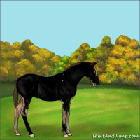 Horse Color:Void Amber Champagne Near Fewspot Rabicano 