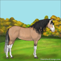 Horse Color:Brown Dun Splash 