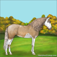 Horse Color:Gray Palomino Roan Splash