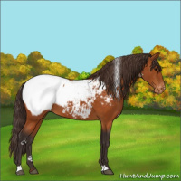 Horse Color:Buckskin Snowcap 