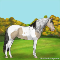 Horse Color:Gray Classic Champagne Dun Tobiano