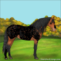 Horse Color:Void Bay Appaloosa 