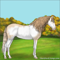 Horse Color:Gold Champagne Roan Splash Frame 