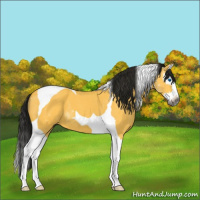 Horse Color:Gray Buckskin Roan Splash Tobiano 