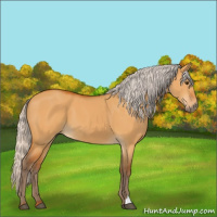Horse Color:Silver Buckskin Dun 