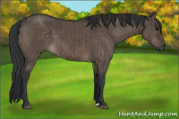 Horse Color:Brown Dun Brindle