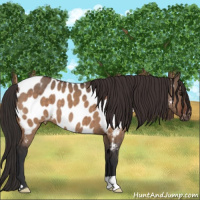 Horse Color:Brown Dun Appaloosa Brindle