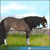 Horse Color:Brown Dun Appaloosa Brindle