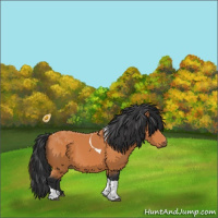 Horse Color:Bay Tobiano 