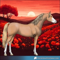 Horse Color:Chestnut Sabino 