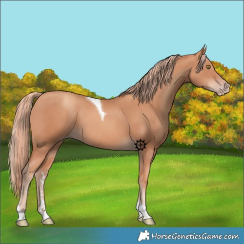 Horse Color:Gold Champagne Tobiano 