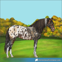 Horse Color:Amber Cream Champagne Splash Tobiano  and Brown Tobiano Blanket 