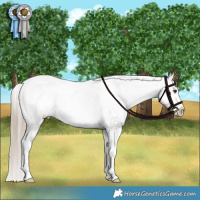 Horse Color:Liver Red Dun Appaloosa Brindle 