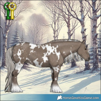 Horse Color:White Spotted Silver Grullo 