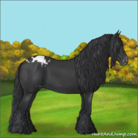 Horse Color:Black  and Black Appaloosa 