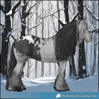 Horse Color:Black  and Black Appaloosa 