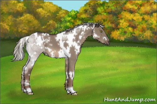 Horse Color:White Spotted Liver Red Dun Mushroom 