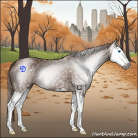 Horse Color:Gray Chestnut Splash 