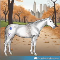 Horse Color:Gray Bay Splash 