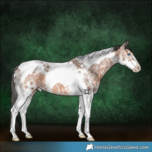 Horse Color:Bay Ice Splash Tobiano 