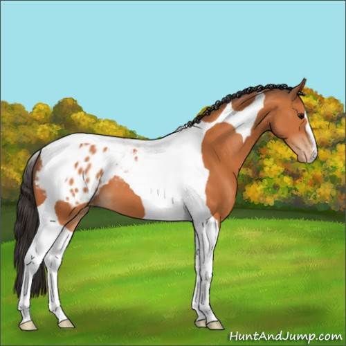 Horse Color:Bay Tobiano Appaloosa 