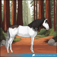 Horse Color:Brown Splash