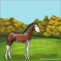 Horse Color:Bay Splash 